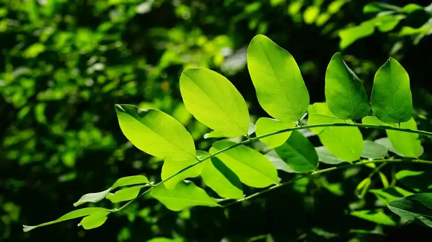 唯美护眼小清新树叶唯美绿色高清桌面壁纸高清大图预览1920x1080_植物