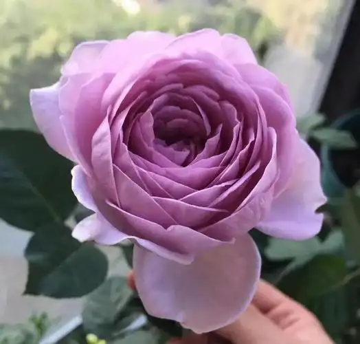 蓝色风暴月季优缺点介绍灌木蓝色风暴月季值得入手吗