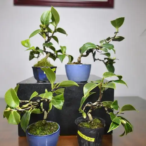 小品盆景中国记忆茶梅日本微型寿侘进口现货绿植