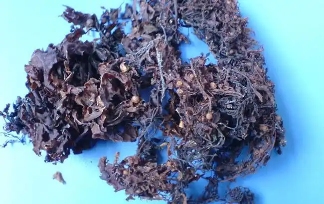 皮肤医生李志忠 的想法: 痤疮食疗方——海藻薏苡仁粥:海藻,昆布