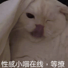 萌宠喵星人等撩在吗呆萌可爱gif动图_动态图_表情包下载_soogif