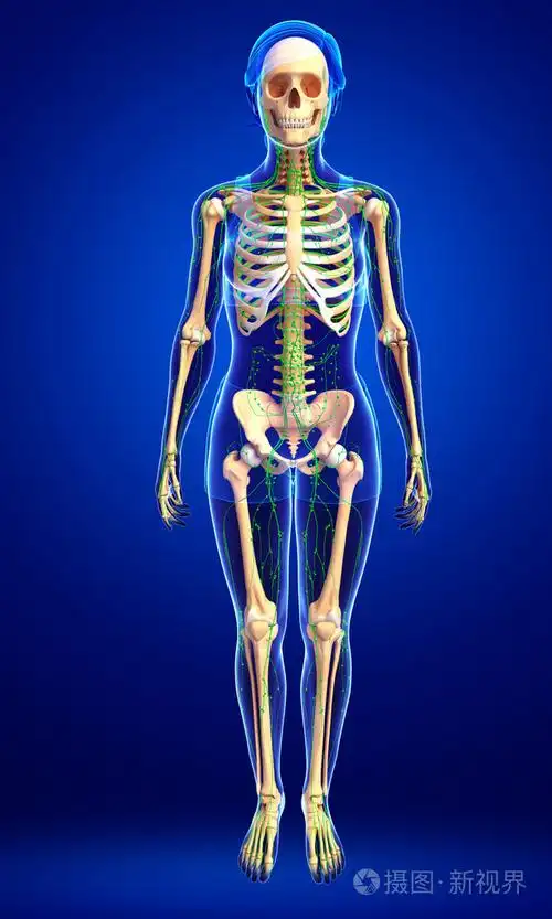 淋巴系统的女性骨架图稿