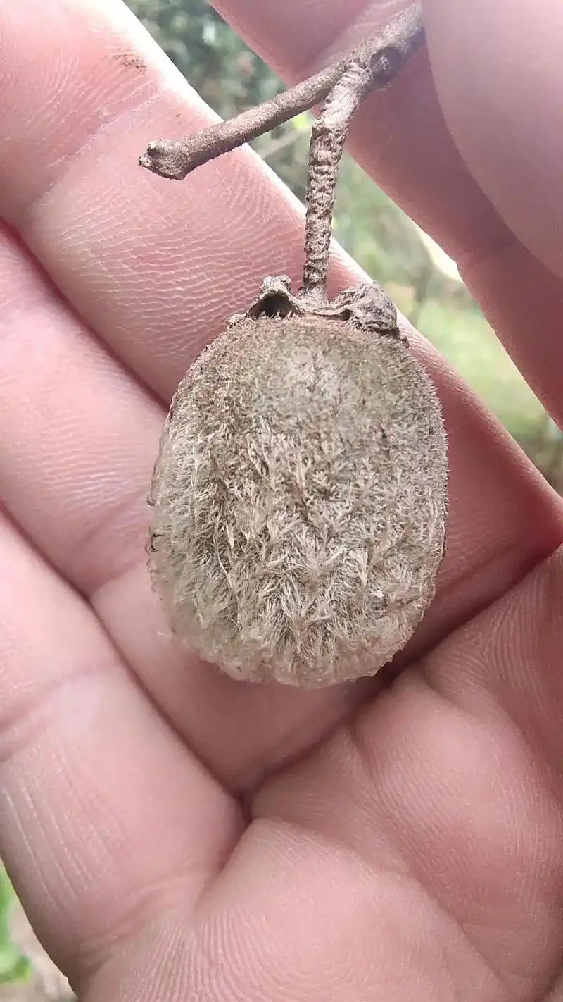 猕猴桃根【出处】《福建民间草药》【拼音 - 抖音