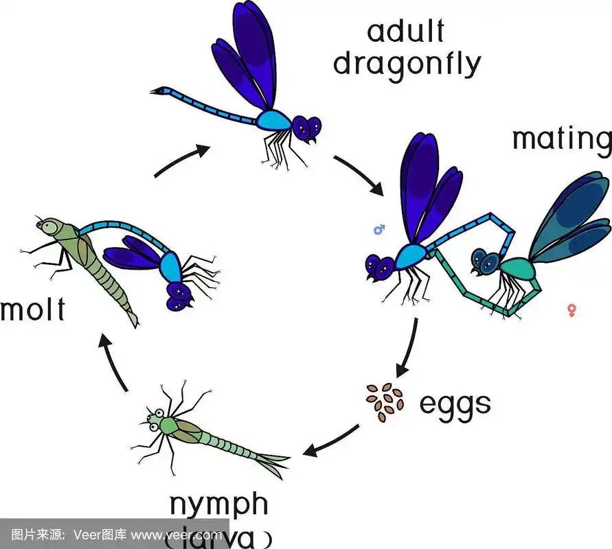 蜻蜓的生命周期.蜻蜓从卵到成虫的发育阶段顺序