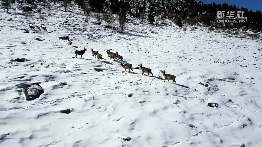 成群天山马鹿现身新疆巴音布鲁克草原