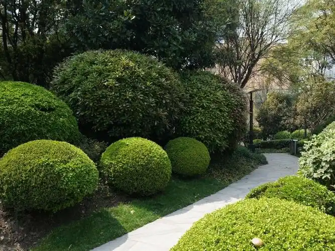 灌木种类(园林绿化常用灌木) - 0415花卉网