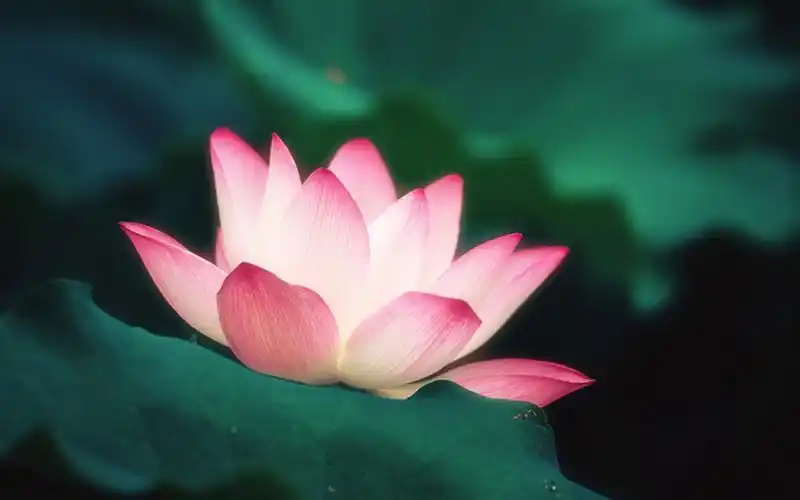 唯美荷花微距摄影图片电脑壁纸