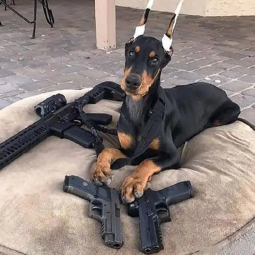 大家有黑色小狗狗的头像吗