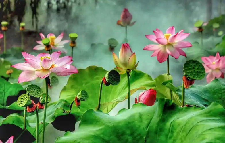 张建国摄影美篇一消夏赏荷好去处,黄阴集湿地,荷花飘香,风景独好.