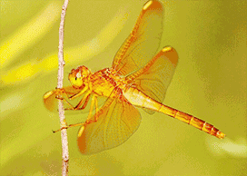 black,red,blue,yello荷花池塘就在那边,蜻蜓停留在花尖请走一走大