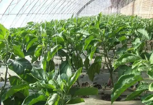 温室种植茄子常落花落果怎么办?学会这一招,有效提高茄子产量