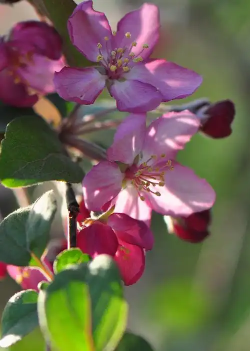 【引用】【原摄】北美海棠—"罗宾逊"