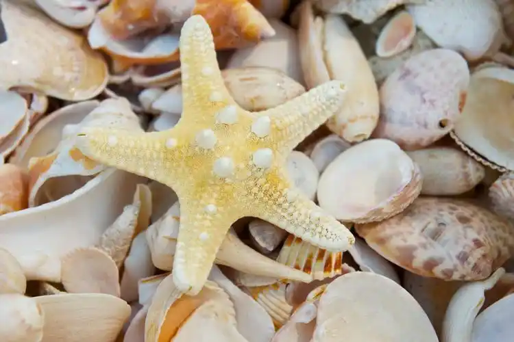 贝壳堆图片贝壳