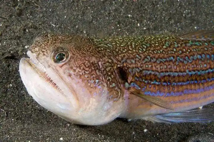 看了这篇文章能改变我百分百被鱼刺卡喉的体质吗