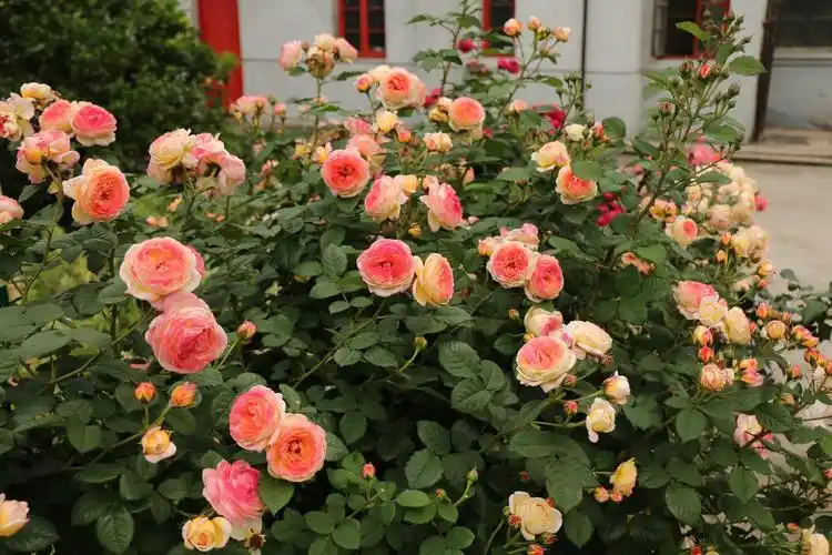 小知识:詹森月季的优缺特点是什么(月季花詹森品种好养吗)-南康号