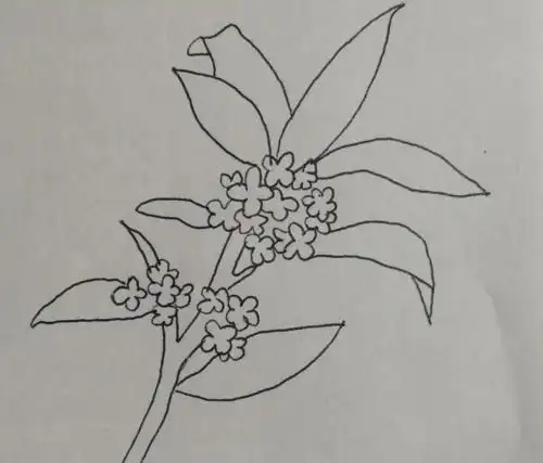 清香的桂花简笔画绘画方法