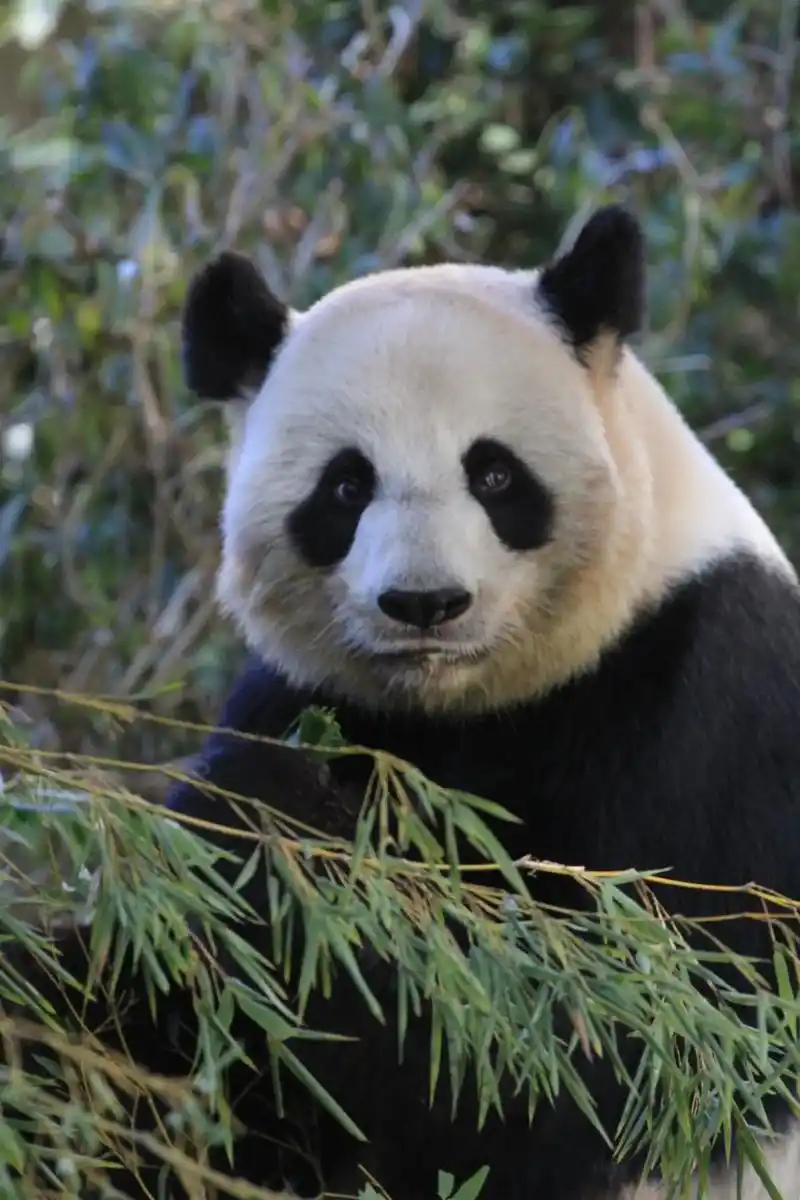 青岛动物园大熊猫～贝贝.俺这个贝贝不是社恐,小嫚敏感,木办法 - 抖音