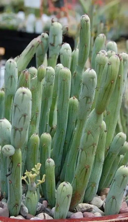 名称: #七宝树 别名:仙人笔 英文名:senecio articulatus 科: #菊科