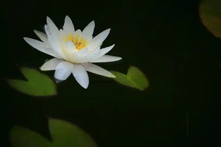 特别是佛教徒对它最为尊崇,如观音菩萨坐的就是莲花.