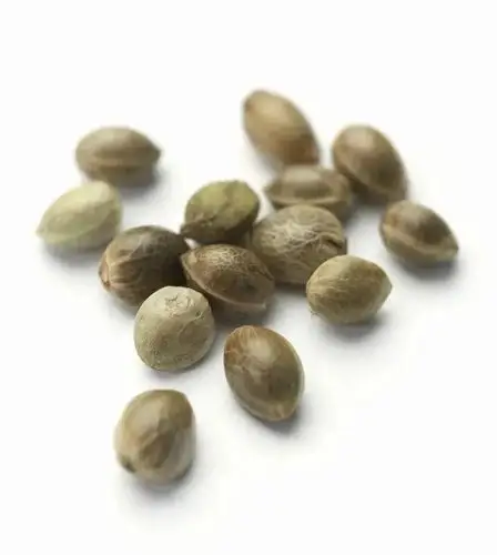 一颗大麻种子的故事