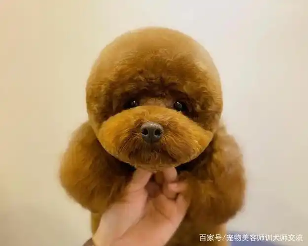 宠物美容师泰迪装萌系头型