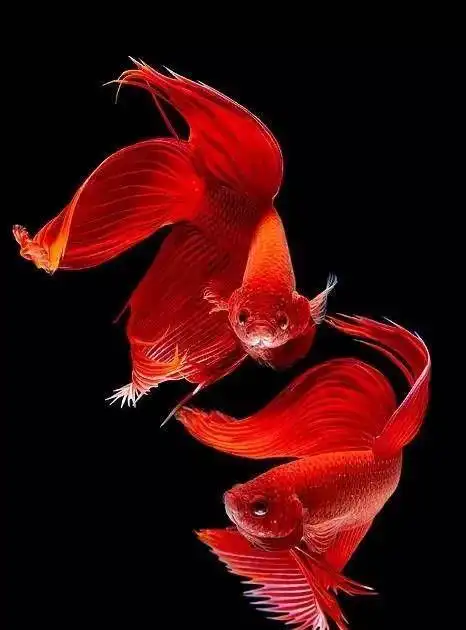 466_630竖版 竖屏