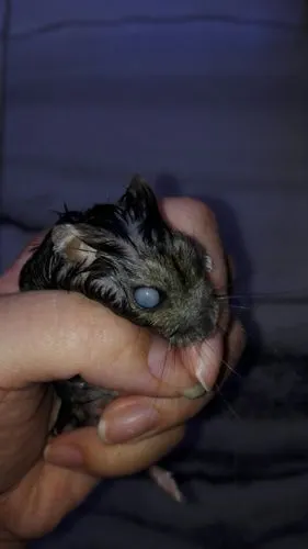 宠物 疾病 我家小仓鼠养了3年了,怎么眼睛变成这样了呢?