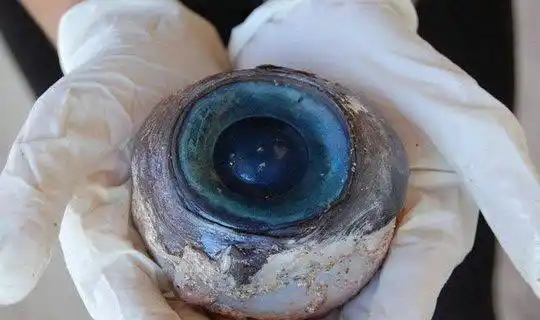 世界上最大的眼球巨型鱿鱼直径长达25厘米