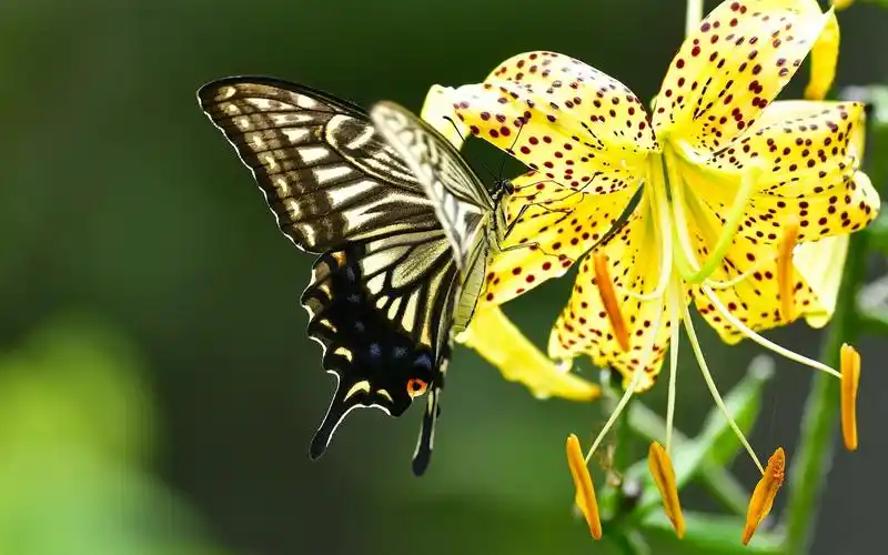 蝴蝶和黄色百合花