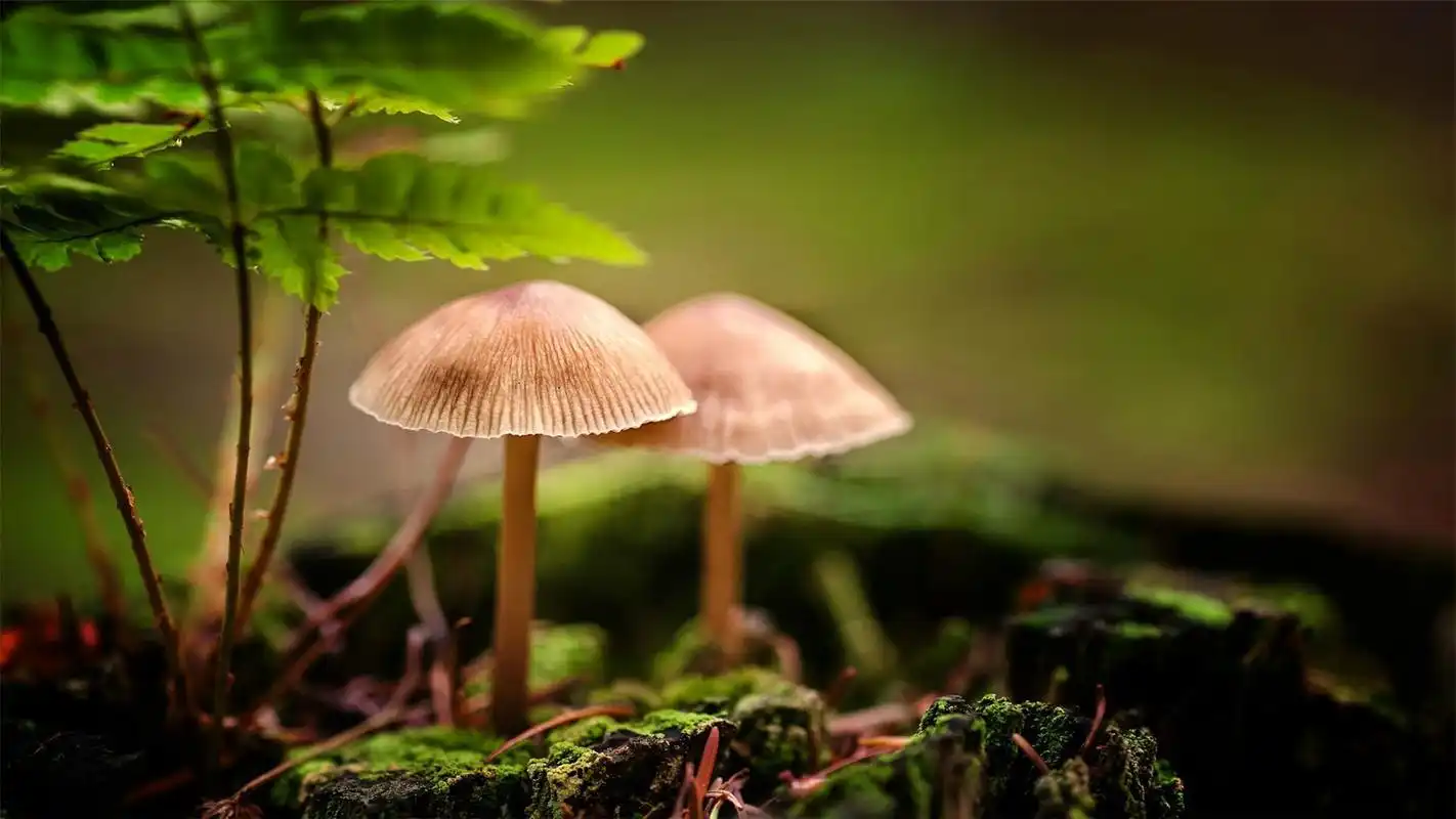雨后清新唯美野生蘑菇高清壁纸图片