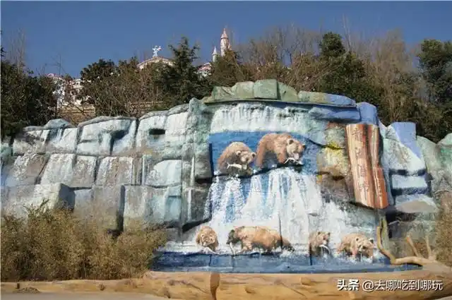 299抢青岛东方熊牧场票与百熊共舞近距离接触萌萌的熊孩子