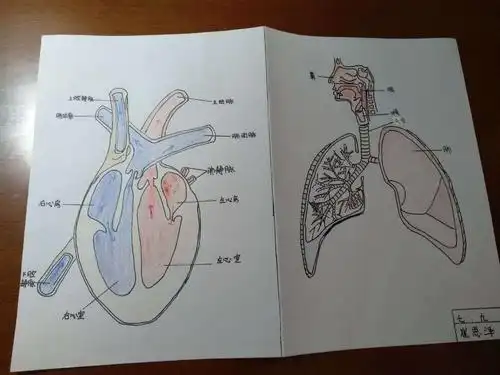 呼吸系统的结构与新冠肺炎的防控密切相关.