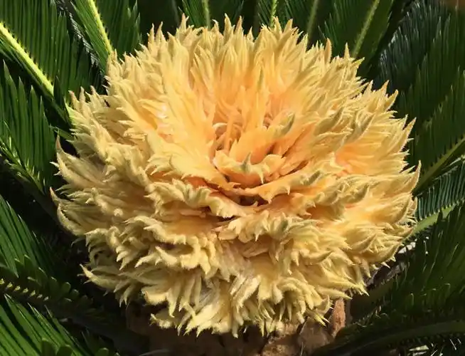 铁树会开花吗(铁树会开花吗 乌鸦会说情话吗)