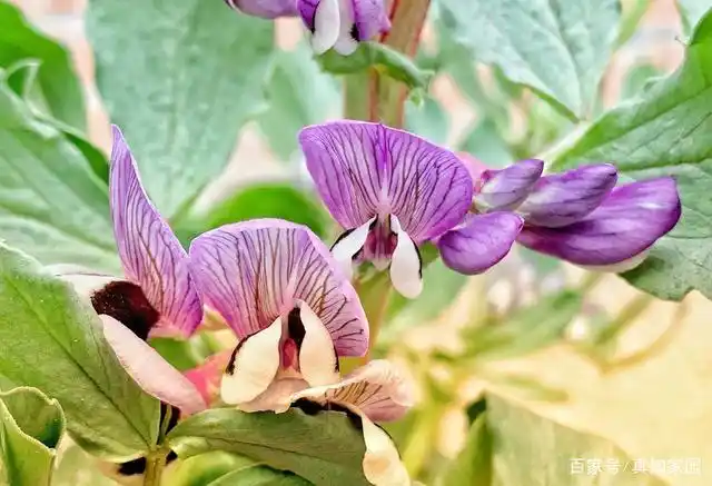 蚕豆花开一串串,一起挥手迎春天
