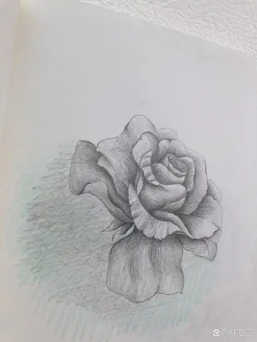 铅笔画每日一画——玫瑰花