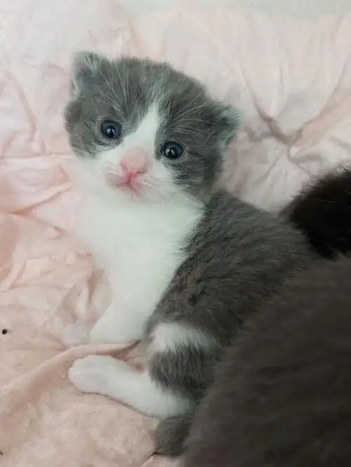 蓝猫和布偶的杂交 不知道长大了会是什么样子98#布偶猫  ###蓝猫