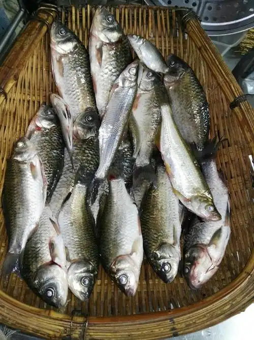 杀鱼,鱼钩失而复返