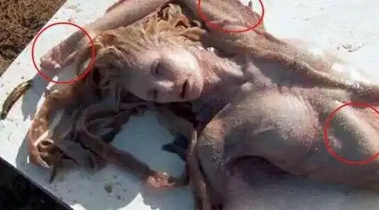 黑鳞鲛人就是美人鱼?美人鱼真的存在吗?