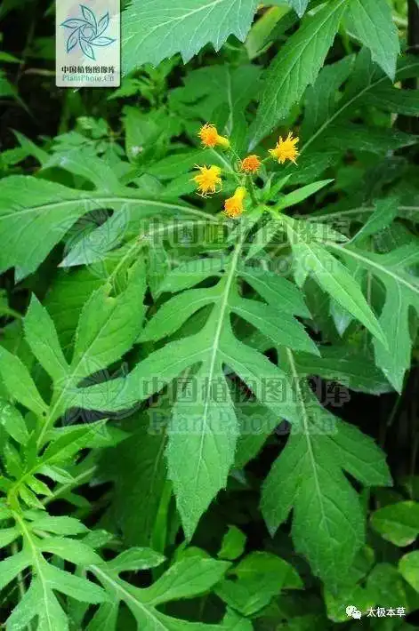 见肿消见过吗能活血消肿治跌打损伤瘀血肿痛