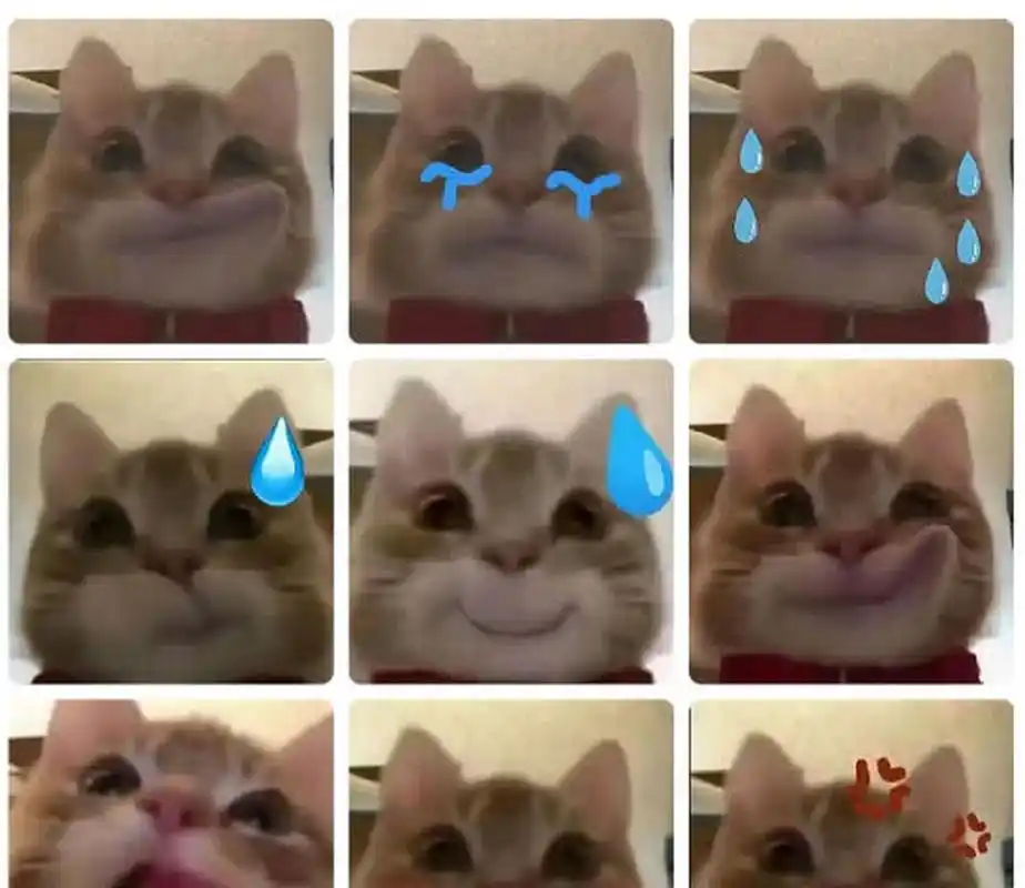 网络上最流行的歪嘴小猫表情包[大笑]