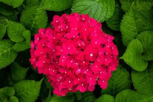 盛开的红色绣球花特写