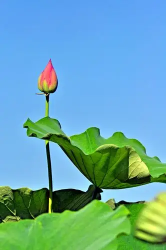 2020圆明园荷花季(十六)荷花蓝天