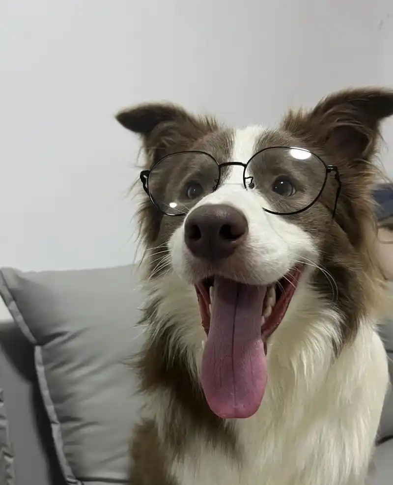 见过戴眼镜最帅的狗狗98