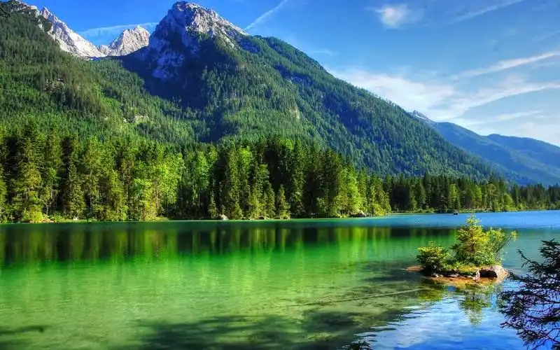 绿意盎然的森林高清桌面壁纸高清大图预览1920x1200_风景壁纸下载_美