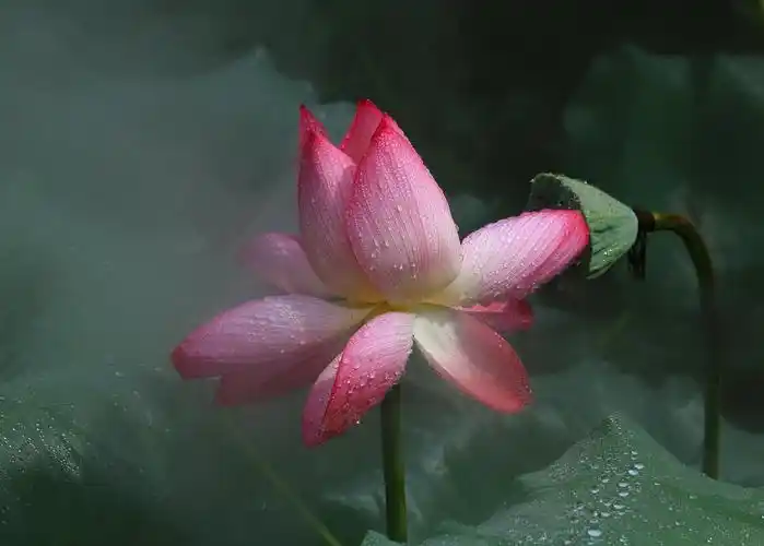 沾上露珠的荷花,更艳更生动