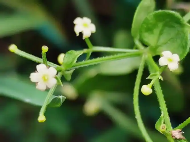 (原创首发)初遇茜草(宁静向暖)