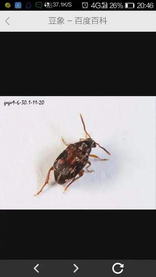  追答 这就是豆象