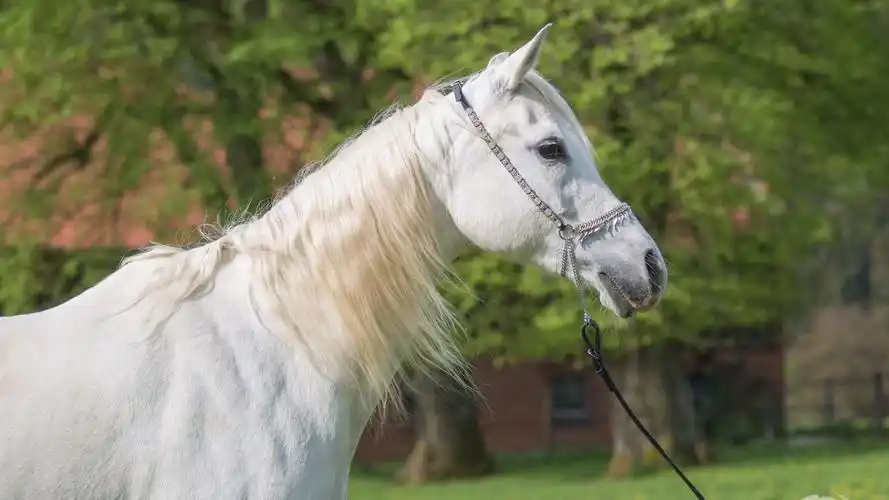 英俊潇洒的白马