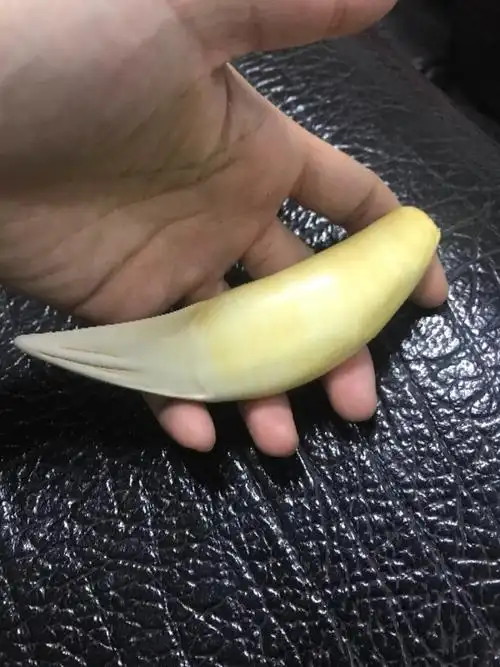 怎么鉴定虎牙真假