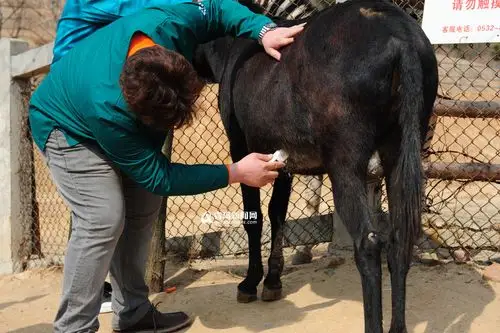 高清:斑马爱上小毛驴 专家b超确定母驴怀孕